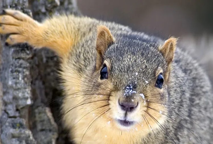 Click image for larger version  Name:	Squirrel_3_22_2020.jpg Views:	0 Size:	99.6 KB ID:	6330