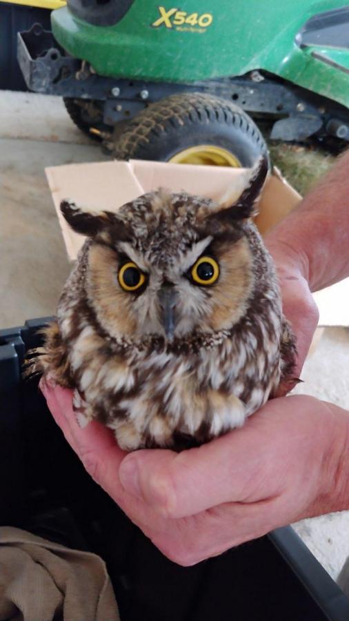 Click image for larger version

Name:	littleowl.jpg
Views:	334
Size:	52.6 KB
ID:	12323