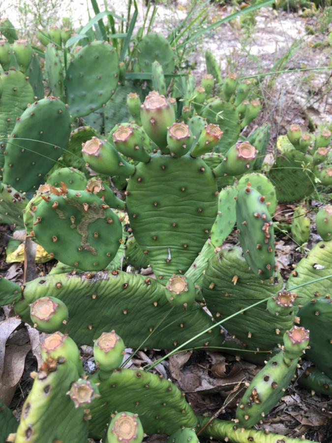 Click image for larger version  Name:	LI Cactus Aug 28 Number 2.jpg Views:	0 Size:	110.2 KB ID:	15921