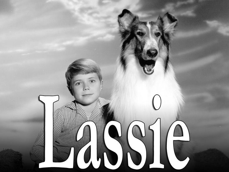 Click image for larger version  Name:	lassie (2).jpg Views:	0 Size:	75.2 KB ID:	42306