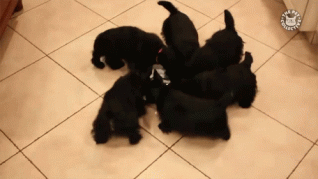 Click image for larger version  Name:	SCHNAUZER GIF.gif Views:	0 Size:	32.6 KB ID:	42577