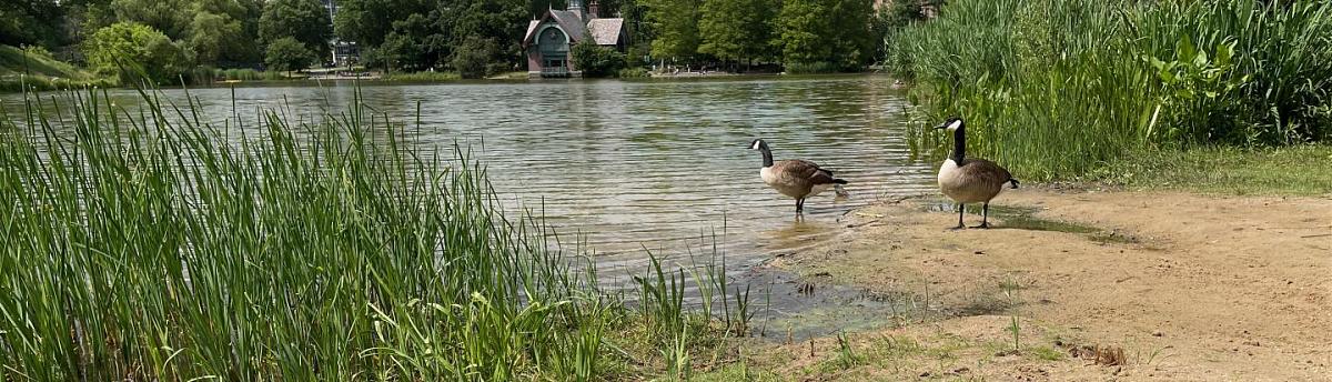Click image for larger version  Name:	geese meer - 1.jpg Views:	0 Size:	176.2 KB ID:	82357