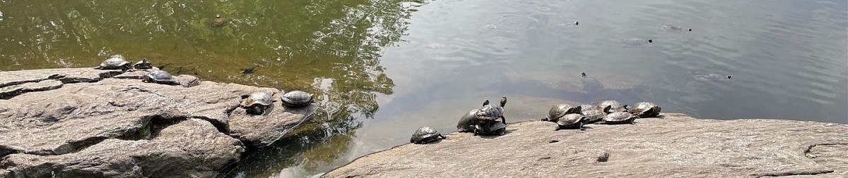 Click image for larger version  Name:	turtle - 1.jpg Views:	0 Size:	85.0 KB ID:	82360