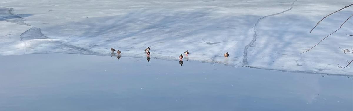 Click image for larger version  Name:	NYC res- - 2.jpg Views:	0 Size:	68.1 KB ID:	112982