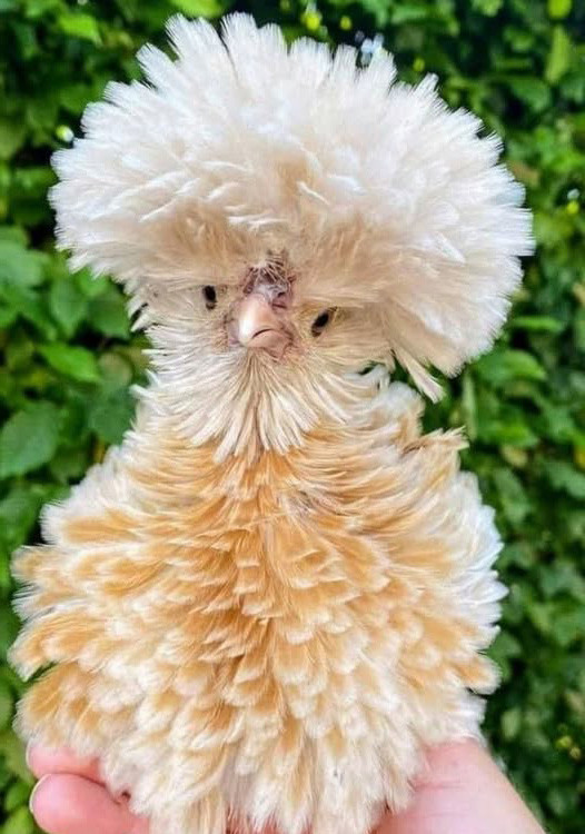 Click image for larger version

Name:	chicken.jpg
Views:	0
Size:	121.3 KB
ID:	117922