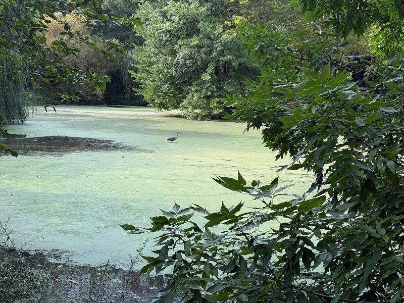 Click image for larger version  Name:	NYCP Heron - - 1.jpg Views:	0 Size:	253.5 KB ID:	120715