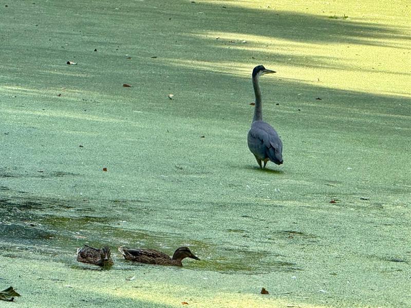 Click image for larger version  Name:	NYCP Heron - - 2.jpg Views:	0 Size:	209.3 KB ID:	120716