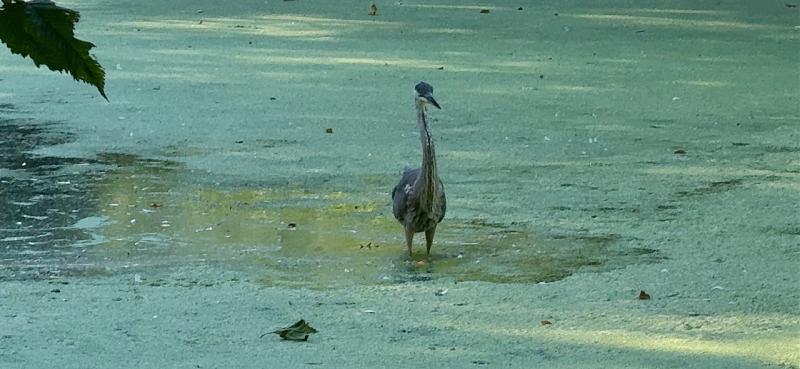 Click image for larger version

Name:	NYCP Heron - - 4.jpg
Views:	20
Size:	191.5 KB
ID:	120718