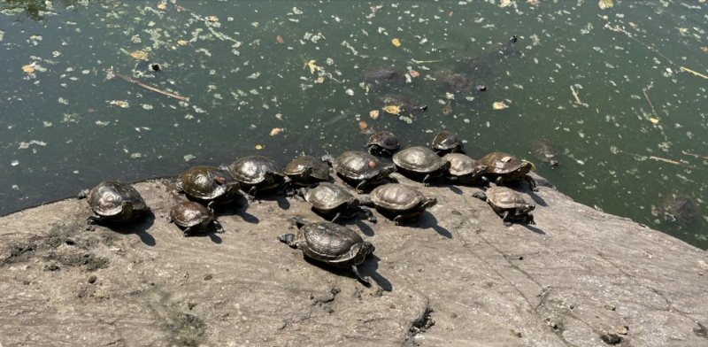 Click image for larger version  Name:	Tortugas.png Views:	0 Size:	2.33 MB ID:	121142