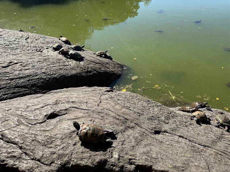 Click image for larger version  Name:	Tortugas - 2.jpg Views:	0 Size:	225.3 KB ID:	121143