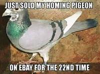 Click image for larger version

Name:	pigeon.JPG
Views:	372
Size:	50.2 KB
ID:	26761