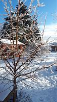 tree2.jpg